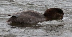 pochard.jpg