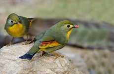 Red-billed-Leothrix Vijay Cavale.jpg