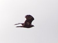 Marsh Harrier.jpg