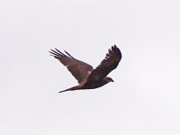 Marsh Harrier 2.jpg