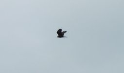 Marsh harrier DSCF3847.jpg