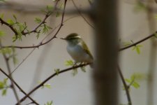 Large-Billed Leaf Warbler (1).jpg