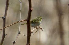 Yellow-Browed Warbler.jpg