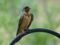 Barn Swallow-M.jpg