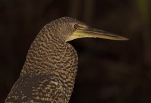 TigerHeron28.jpg