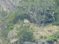 eagle owl daytime.jpg