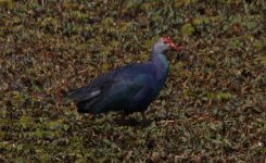 swamphen.jpg