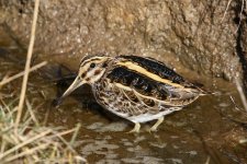 UW Mar 2016 Jack Snipe -U 072 (1024x683).jpg