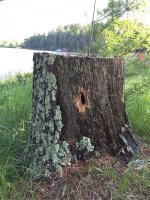 Chickadee Hole.jpg