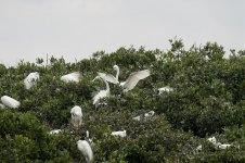 great egrets breed nest MP D5 300PF 1.4x_DSC4697.jpg