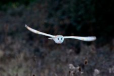 UW Barn Owl Feb 2016 - U 043 (1024x683).jpg