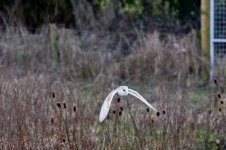 UW Barn Owl Feb 2016 - U 041 (1024x682).jpg