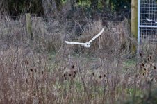 UW Barn Owl Feb 2016 - U 040 (1024x682).jpg