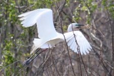 Great White Egret (2).jpg