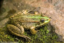 Pelophylax_kl._esculentus.jpg