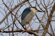 Black-Crowned Night Heron (1).jpg