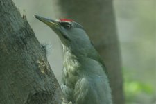 Grey-Headed Woodpecker (1).jpg