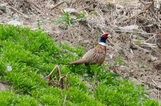 Ring-Necked Pheasant.jpg