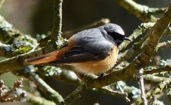 redstart in the goyt.JPG