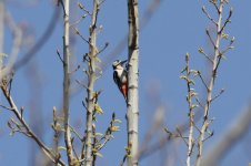 Great Spotted Woodpecker.jpg