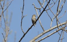 Hawfinch.jpg