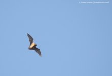 Noctule Bat_Holkham Hall_25-03-16__LOW7844.JPG