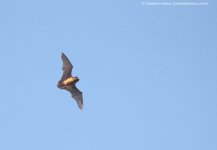 Noctule Bat_Holkham Hall_25-03-16__LOW7847.JPG