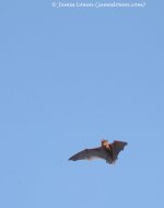 Noctule Bat_Holkham Hall_25-03-16__LOW7872.JPG