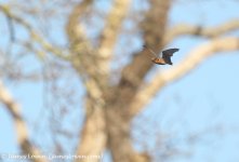 Noctule Bat_Holkham Hall_25-03-16__LOW7891.JPG