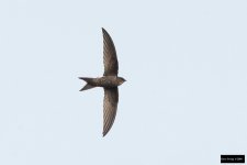 Fork-tailed Swift.jpg