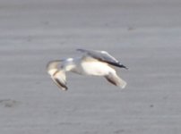 03 gull2 a _0007.JPG