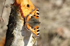 Small Tortoiseshell on Sap lab 1.jpg