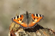 Small Tortoiseshell on Sap lab 2.jpg