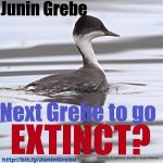 Junin Grebe - Next success survey is URGENT - Imgur.jpg