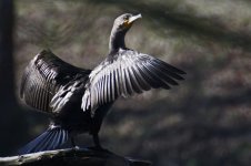 DSLR cormorant.jpg