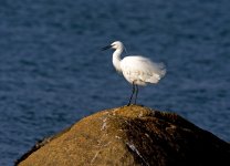 little egret boats lamma HK D7200 300PF_DSC8299.jpg