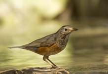 gb thrush F pond lamma HK D7200 300PF_DSC8749.jpg