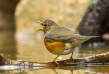 gb thrush fem bathe pond lamma D7200 200-500mm_DSC3495.jpg