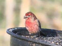 malehousefinch.jpg