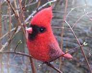 Northern Cardinal.jpg