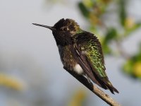 P3190223_Annas_Hummingbird.jpg