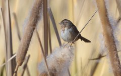 AW8R0715 Song Sparrow, Melospiza melodia PDT_9956.jpg