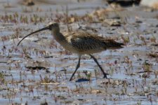 Eurasian Curlew.jpg