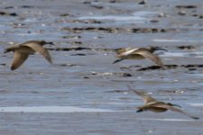 Eurasian Curlew (1).jpg