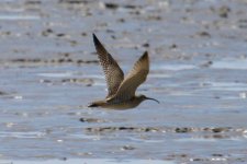 Far Eastern Curlew.jpg