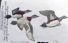 2555-SX50-American Wigeon Flying - WC Sketch - Feb, 2016.jpg