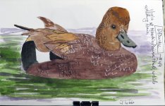 2558-SX50-Gadwall for WC - Feb, 2016.jpg