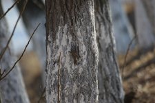 Eurasian Treecreeper.jpg