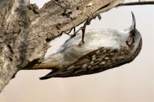 Eurasian Treecreeper (2).jpg