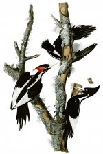 Campephilus_principalis Audubon ivory billed woodpecker.jpg